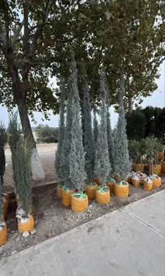 Dekorativ ko‘chatlar ulgurji va chakana — Samarqand Agro Dizayn 1