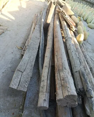 Жай дын басынан шыккан агашлар 1