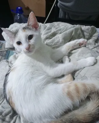 Котёнок в добрые руки 1