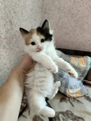 отдаются котята в хорошие руки! 1