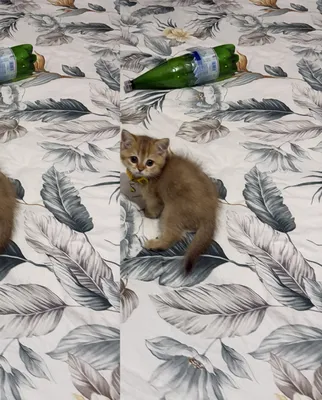 Продаю Шотландский / Британский котёнок 1