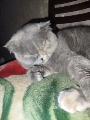 Jinsiy aloqa paytida qopol sozlarga misollar Debauched mashhurlar Dik sorish