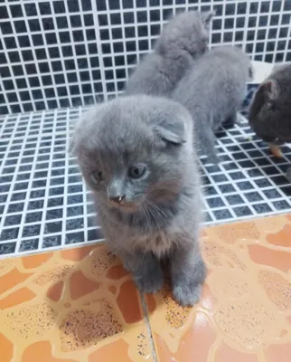 Продаются котята 1