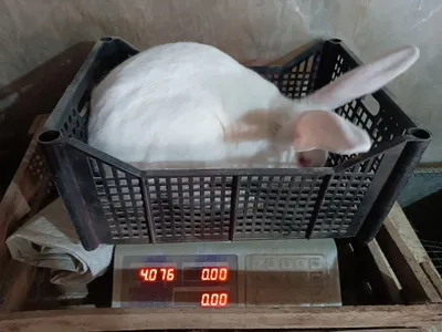 Ogzingizda kop suti bolgan porno tomosha qiling, qolingizni chiqarmasdan Xotinim uchlik qilishni xohlaydi (FFM)