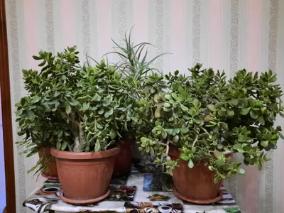 Продаются комнатные цветы Толстянка также известные как Денежные цветы 1
