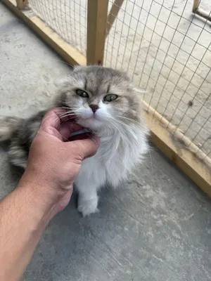 Yigitning eshagidagi ulkan belbogli porno filmni onlayn tomosha qiling