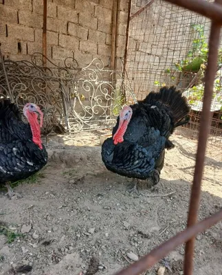 Kurka sotiladi ozim ochirganman 2ta xoroz 1ta tovuq maqtash keremas 1