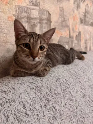 6 oylik Dusya mushukchasi 1