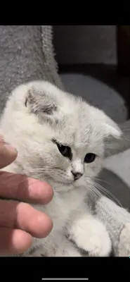 Scottish Fold va Scottish Straight Toza qon Chinchilla Sotuvda 1