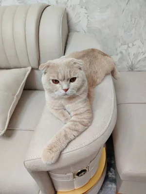 Породистый британский кот