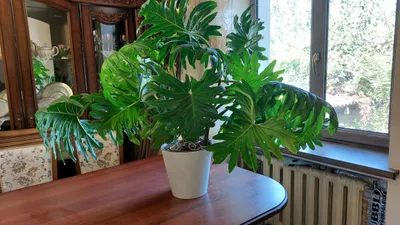 Ulkan gul Flovendra 1