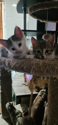 Раздаю котят в хорошие руки 1