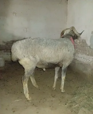 Qo'chqor sotilodi 1