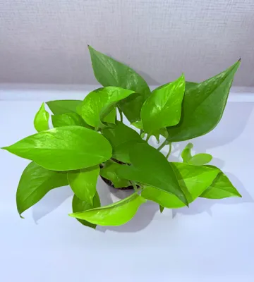 Epipremnum, xona o‘simliklari 1
