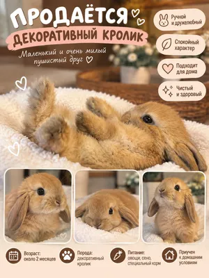 Декоративный кролик