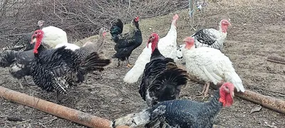6 kgdan 7 kggacha sotiladigan Induklar bor 1