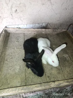 Продаются кролики и крольчата