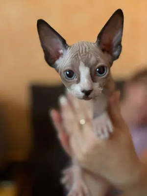 Nimphet jinsiy aloqa video Playboys Sexy Neighbors serialining barcha qismlarini onlayn tomosha qiling