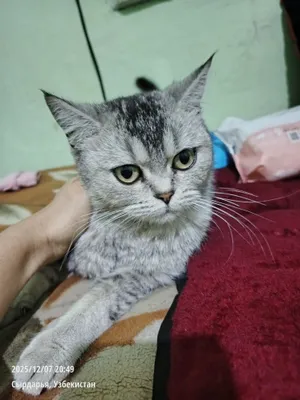Шотландская прямоухая серебристая кошка (британская короткошёрстная) 1
