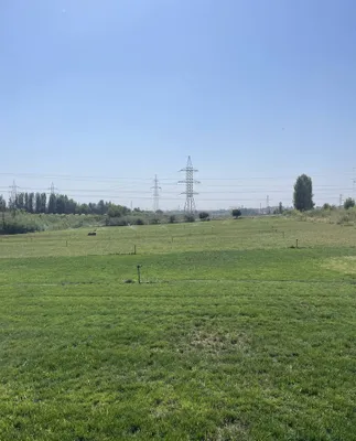 gazon sotiladi sifatli 1