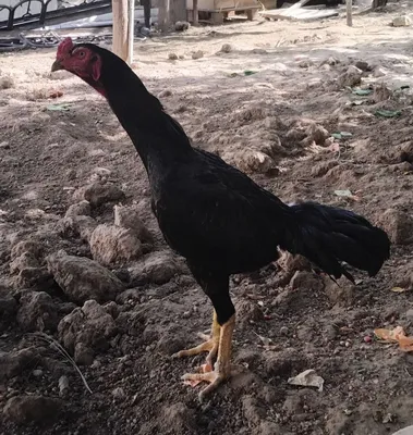 Dakan xoʻroz qora sotiladi 1