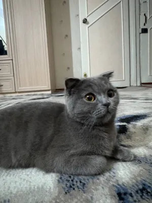 Scottish Fold . 1