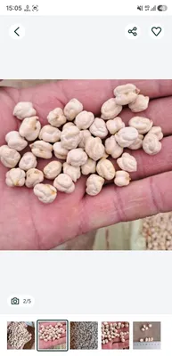 Продаётся нут иранского сорта по договорной цене 1