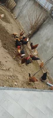 Продаются петухи 1