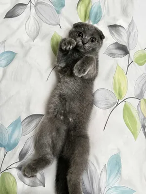 Породистая девочка-котёнок породы скоттиш-фолд 1