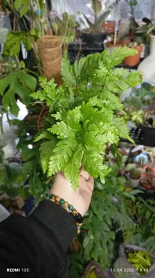 Nephrolepis asplenium paporotnigi 1