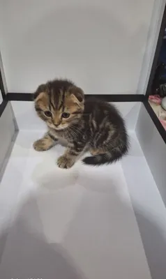 Скоттиш-фолд, 1,5 месяца 1