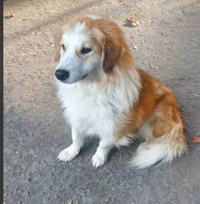 Mehribon qo‘llarga beraman 1
