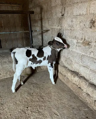 Срочно продаётся корова с телёнком, ручная 1