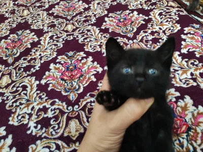 котята 1