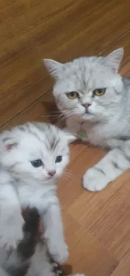 Scottish fold mushuklar sotiladi 1