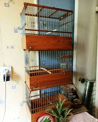 Kanareykalar uchun qafaslar sotiladi. Maxsus buyurtma. 1