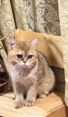 Rus cumshot HD Fisting dahshatini tomosha qiling