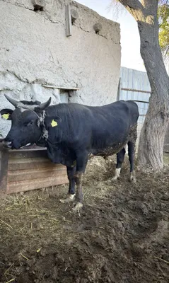 Buqa + Sigir + G’unojin 1