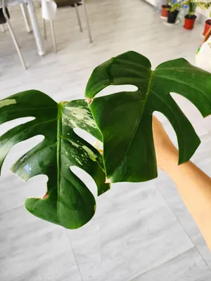 Monstera deliciosa aurea variegata 1