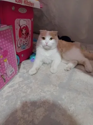 Британский кот, помесь 1