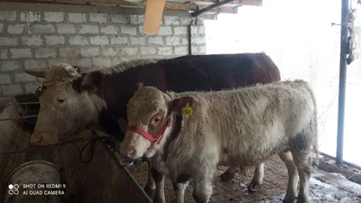 ONA BILA sigir sotiladi 1