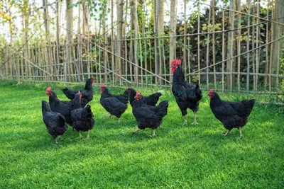 Продаются яйца и куры породы «Чёрный шахзаде»