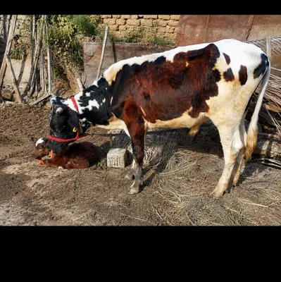 1 yoshli buqa sotiladi 1