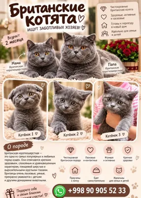 Британские вислоухие котята