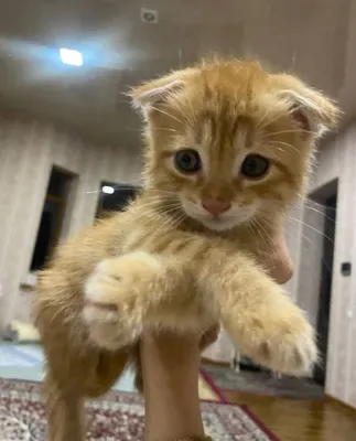 Scottish fold 2 oylik
