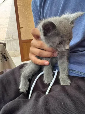 Qul kulgili jinsiy aloqa