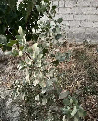 Eron pista ko'chati sotiladi. Soni cheklangan. Samarqand shahrida. 1
