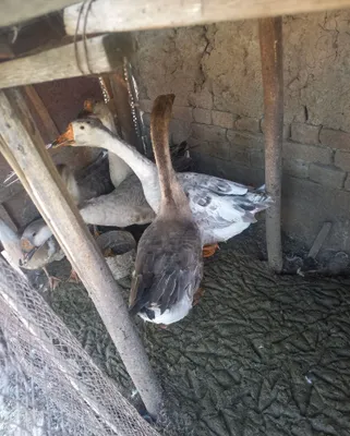Goz sotiladi toshkent shaxar 1