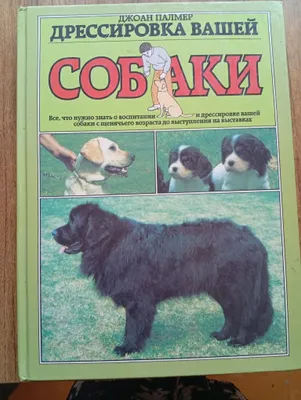 Sizning itingizni o‘rgatish emas