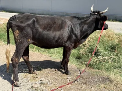 Qora mol sotiladi Toshkent 1
